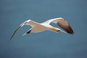 Bassana: Northern Gannet in flight