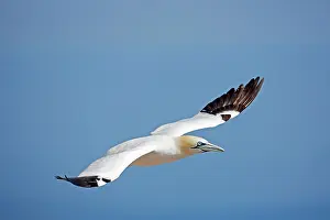 Bassana: Northern Gannet in flight