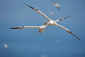 Bassana: Northern Gannet in flight