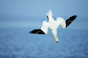 Altantic: Northern GANNET - in flight, diving at sea