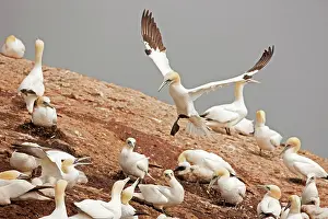 Bassana: Northern Gannet in flight at nesting colony