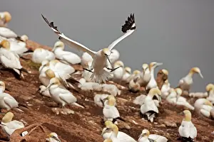 Bassana: Northern Gannet in flight at nesting colony