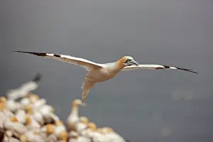 Bassana: Northern Gannet in flight at nesting colony