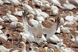 Bassana: Northern Gannet in flight at nesting colony