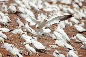 Bassana: Northern Gannet in flight at nesting colony