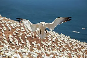 Bassana: Northern Gannet in flight at nesting colony