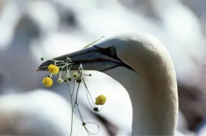 Gannet: Northern GANNET - with flowers in beak, courtship offering