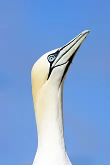 Greet: Northern Gannet - Looking up to greet incoming mate