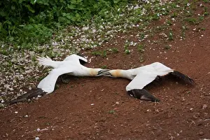 Submissive: Northern Gannet - two males fighting to establish