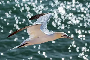 Sulid: Northern gannet (Morus bassanus), Helgoland, Schleswig