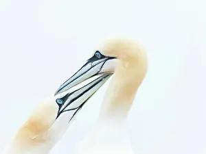 Morus: Northern gannet (Morus bassanus), animal pair, animal
