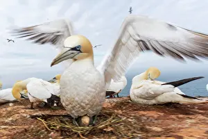 Morus: Northern gannet (Morus bassanus), adult animal at