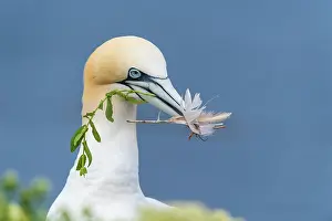 Morus: Northern gannet (Morus bassanus), adult animal with