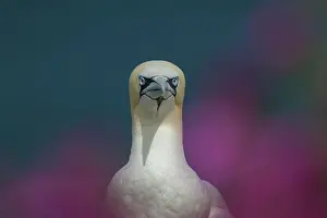 Morus: Northern gannet (Morus bassanus) adult bird amongst