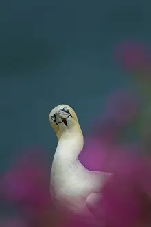 Morus: Northern gannet (Morus bassanus) adult bird amongst