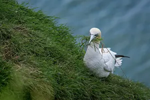 Gannets: Northern Gannet (morus bassanus) ~ adult grazing on cliffs ~ Bempton Cliffs