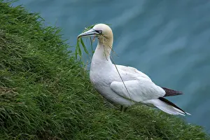 Gannets: Northern Gannet (morus bassanus) ~ adult grazing on cliffs ~ Bempton Cliffs
