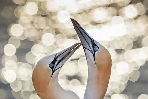 Greeting: Northern gannet (Morus bassanus), animal pair at