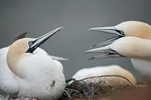 Attack: Northern gannet (Morus bassanus), two animals fighting