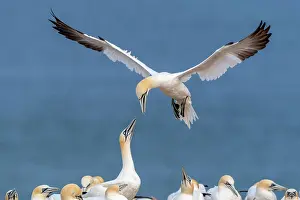 Morus: Northern gannet (Morus bassanus) approaching, colony