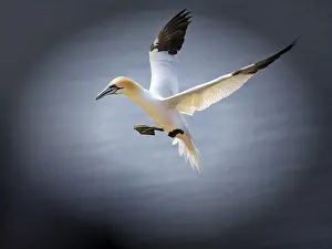 Gannet: Northern gannet (Morus bassanus) on bird cliffs