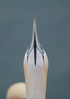 Morus: Northern gannet (Morus bassanus), bird observing