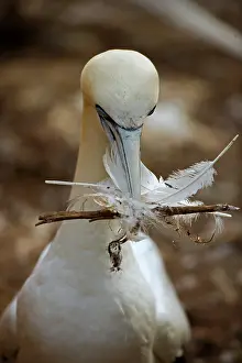 Numbers: Northern Gannet (Morus bassanus) - Canada - With