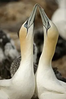 Morus: Northern Gannet (Morus bassanus) - Canada - Fencing