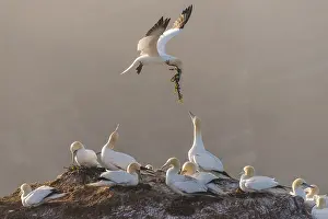 Morus: Northern Gannet (Morus bassanus) carries nestin