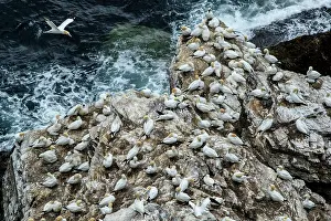 Rspb: Northern Gannet (Morus bassanus) - on cliff -