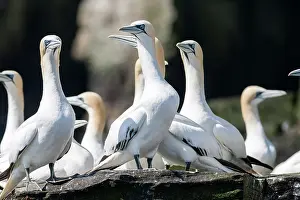 Bassanus: Northern Gannet (Morus bassanus), cliffs