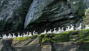 Bassanus: Northern Gannet (Morus bassanus), cliffs