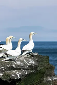 Bassanus: Northern Gannet (Morus bassanus), cliffs
