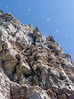 Morus: Northern Gannet (Morus bassanus), cliffs