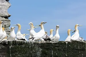 Morus: Northern Gannet (Morus bassanus), cliffs