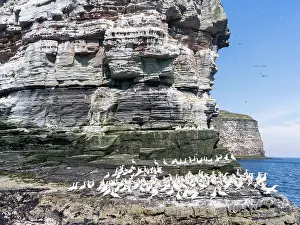Stack: Northern Gannet (Morus bassanus), cliffs