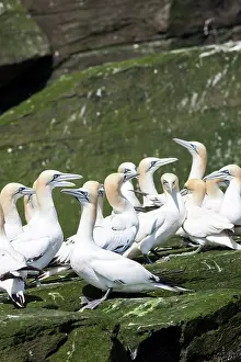 Stack: Northern Gannet (Morus bassanus), cliffs