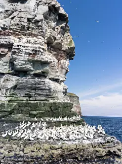 Morus: Northern Gannet (Morus bassanus), cliffs of the