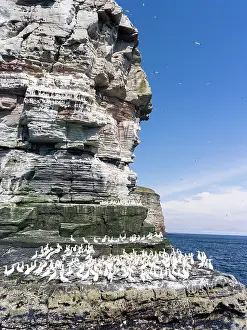 Stack: Northern Gannet (Morus bassanus), cliffs