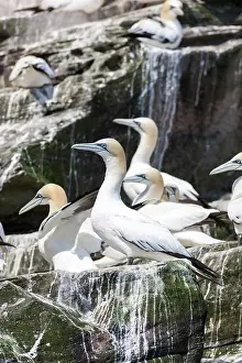 Stack: Northern Gannet (Morus bassanus), cliffs