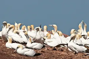 Bassanus: Northern Gannet (Morus bassanus) colony