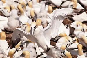 Bassanus: Northern Gannet (Morus bassanus) colony