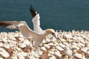 Bassanus: Northern Gannet (Morus bassanus) colony