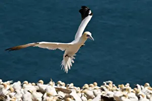 Bassanus: Northern Gannet (Morus bassanus) colony