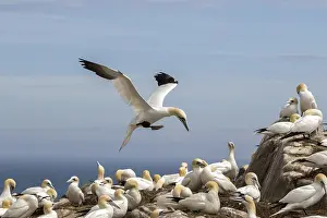 Gannet: Northern Gannet (Morus bassanus) colony