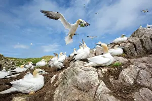 Sulidae: Northern gannet (Morus bassanus) Colony nesting