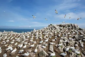 Sulidae: Northern gannet (Morus bassanus) Colony nesting