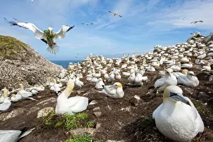 Sulidae: Northern gannet (Morus bassanus) Colony nesting