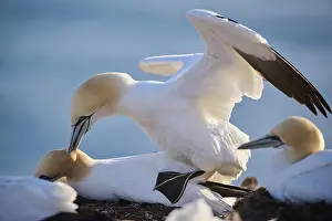 Romantic: Northern gannet (Morus bassanus) couple having a love game