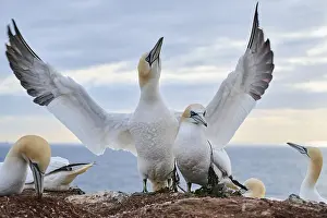 Cliffs: Northern gannet (Morus bassanus) couple standing on the